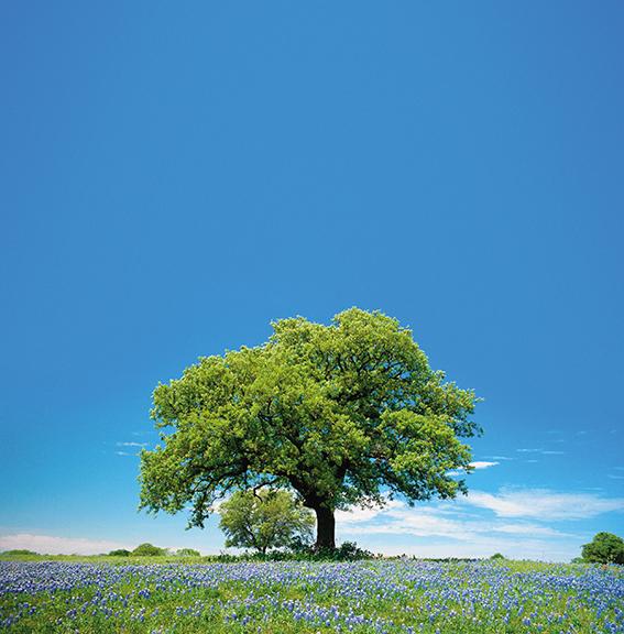 Tree stands tall in a field of bluebells with a clear blue sky in the background